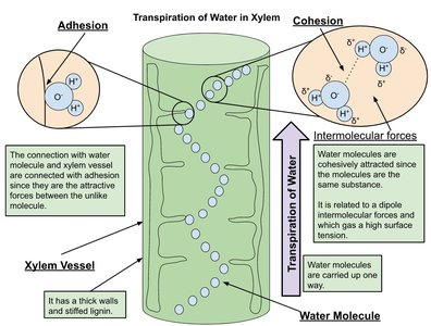 Transpiration of water in xylem showing cohesion and adhesion