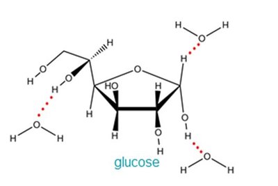 Water dissolving glucose via hydrogen bonds