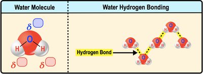 Diagram of water molecule polarity and hydrogen bonding between water molecules