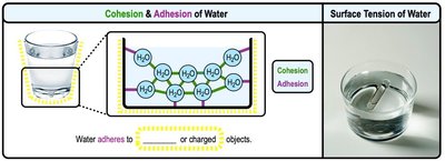 Illustration of cohesion, adhesion, and surface tension in water