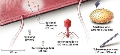 Relative sizes of viruses and cells