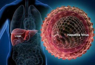 Hepatitis virus and liver