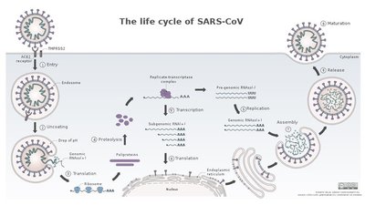 SARS-CoV-2 life cycle and ACE2 receptor binding