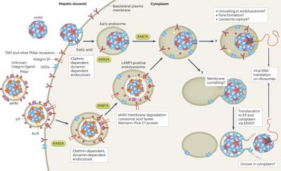 Hepatitis virus entry via TIM1 receptor