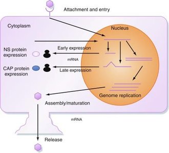 Diagram of viral replication cycle in a host cell