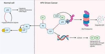 HPV integration and cancer development