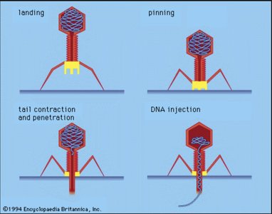 Bacteriophage infection process: landing, pinning, tail contraction, DNA injection