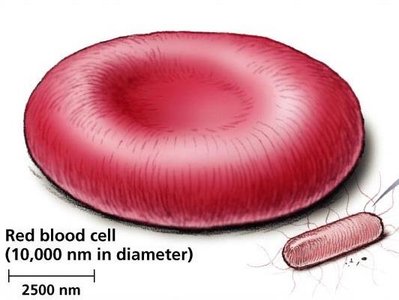 Red blood cell and bacterium size comparison