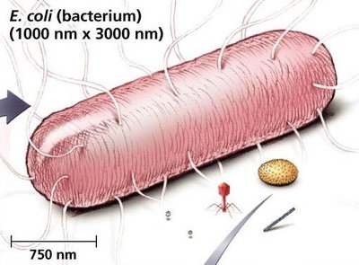 E. coli and various viruses size comparison