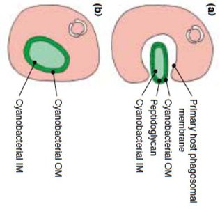 Diagram of chloroplast membranes in algae