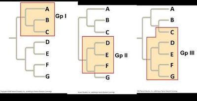 Phylogenetic trees showing paraphyletic and polyphyletic groups