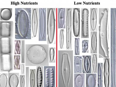 Diatom diversity in high and low nutrient conditions