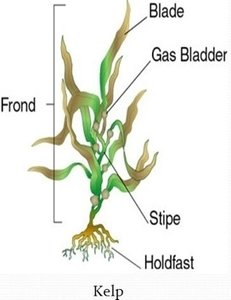 Diagram of kelp structure