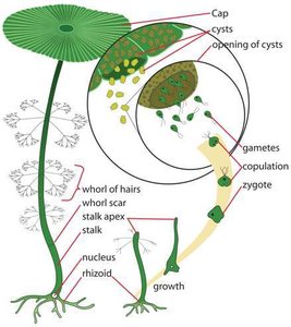 Diagram of Acetabularia life cycle and structure