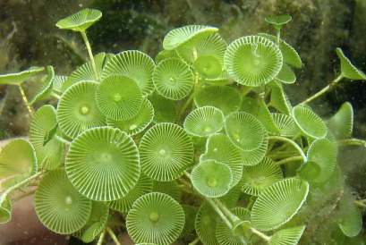 Acetabularia sp. colony