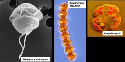 Images of dinoflagellates including Pfiesteria, Alexandrium, and Karenia