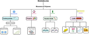 Hierarchical diagram of biomolecules: monomers, polymers, and their classes