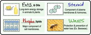 Types of lipids: fats, phospholipids, steroids, waxes
