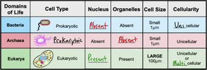 Comparison of prokaryotic and eukaryotic cell types
