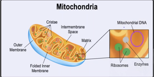 Mitochondrion structure: cristae, matrix, DNA, ribosomes, enzymes