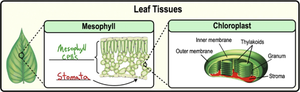 Leaf tissues: mesophyll, chloroplast structure, thylakoids, granum, stomata