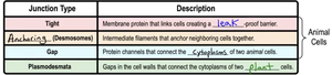 Cell junction types: tight, anchoring, gap, plasmodesmata