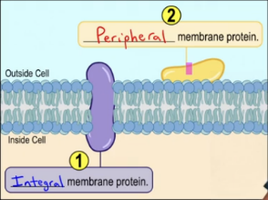 Integral and peripheral membrane proteins in the cell membrane