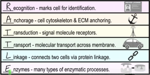 Membrane protein functions: recognition, anchorage, transduction, transport, linkage, enzymes