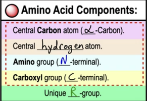 Amino acid components: central carbon, hydrogen, amino group, carboxyl group, unique R-group