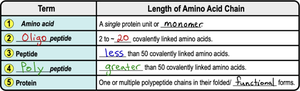 Classification chart of amino acid chains by length