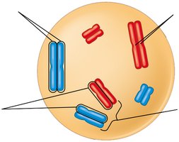 Cell with labeled chromosomes, centromeres, and chromatids