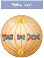 Metaphase I arrangement of chromosomes in meiosis