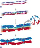 Steps of crossing over and synapsis in prophase I