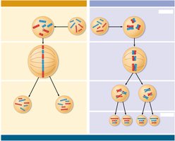 Comparison of mitosis and meiosis