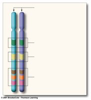 Genotype and phenotype illustration