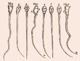 Early drawings of sperm by Hartsoeker