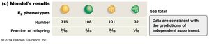 Mendel's dihybrid cross results