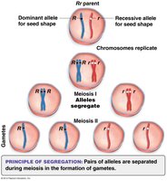 Segregation of alleles during meiosis