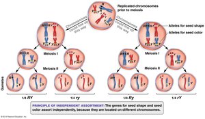 Independent assortment during meiosis