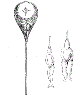 Homunculus illustration in sperm