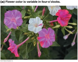 Four-o'clock flowers showing incomplete dominance