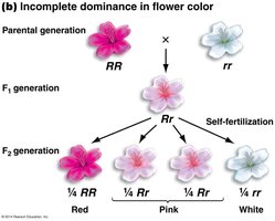Incomplete dominance inheritance pattern