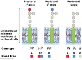 ABO blood type alleles and antigens