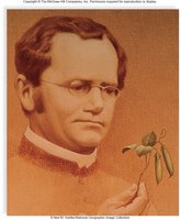 Portrait of Gregor Mendel with pea plants