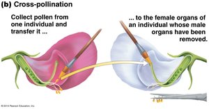 Diagram of cross-pollination in pea plants