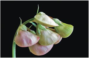 Pea flowers used in Mendel's experiments