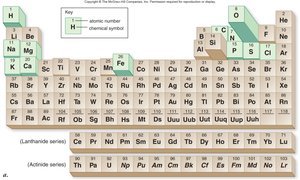 Periodic table highlighting biologically important elements