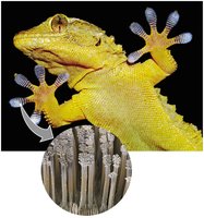 Gecko toe hairs demonstrating Van der Waals interactions