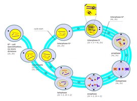 Detailed cell cycle stages
