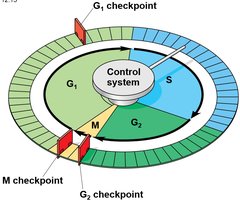 Cell cycle control system and checkpoints